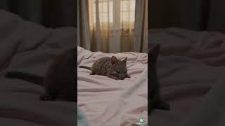 PababaTV