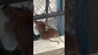 Крысы в Актау